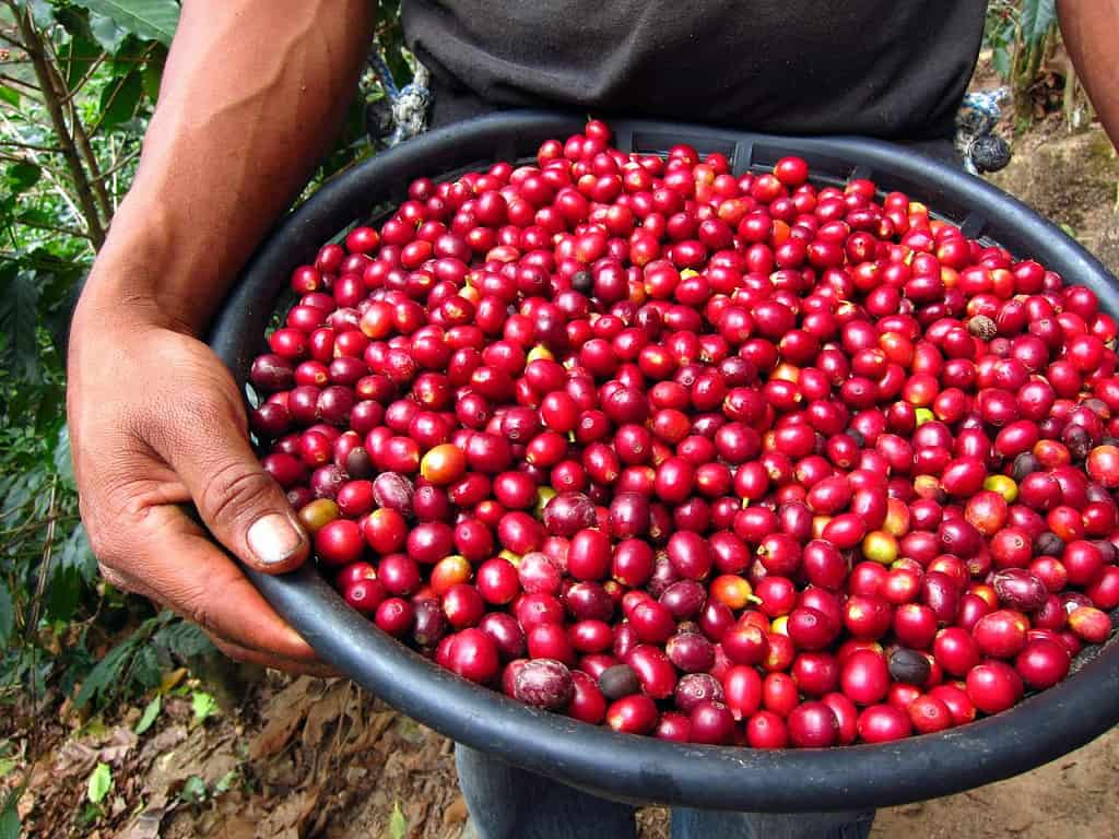 ca phe Yirgacheffe ethiopia 7