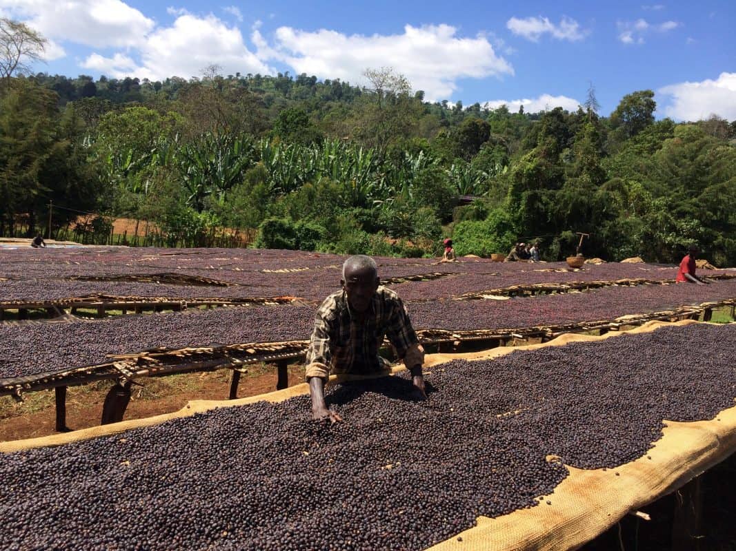 ca phe ethiopia sidamo no brand 2