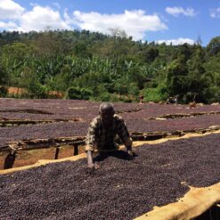ca phe ethiopia sidamo no brand 2 scaled