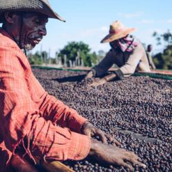 ca phe ethiopia sidamo no brand 5