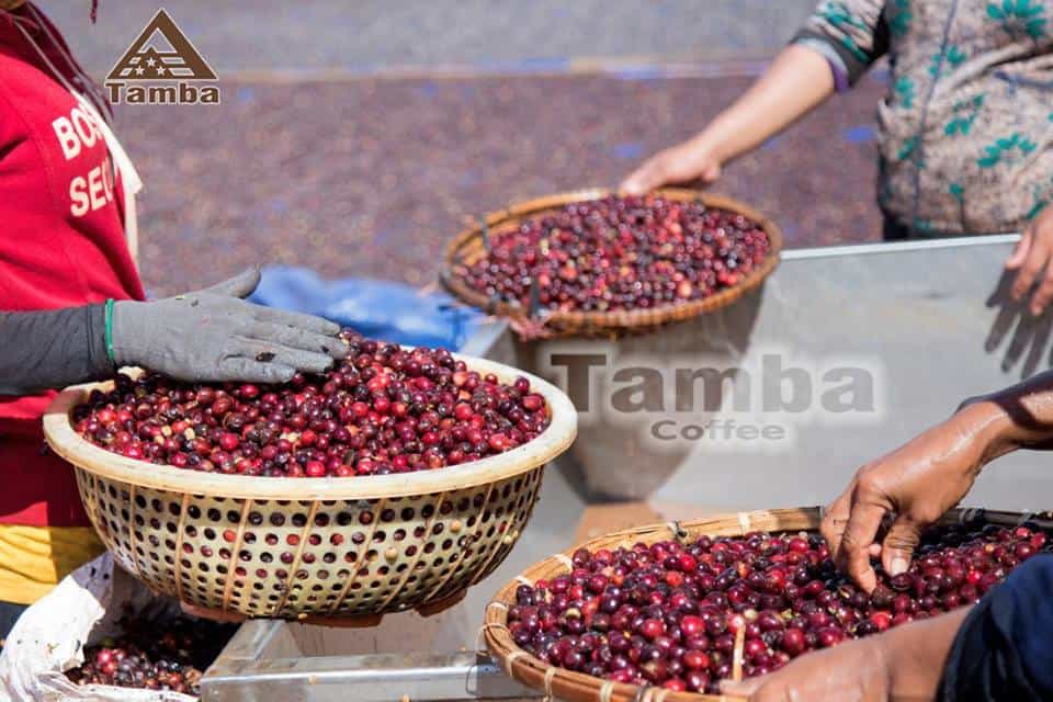 robusta thirdwave 6