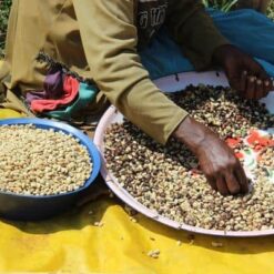 Ethiopia jimma zone nabso duromina 8