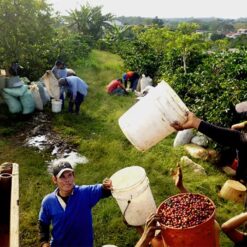 ca phe costa rica tarrazu 11