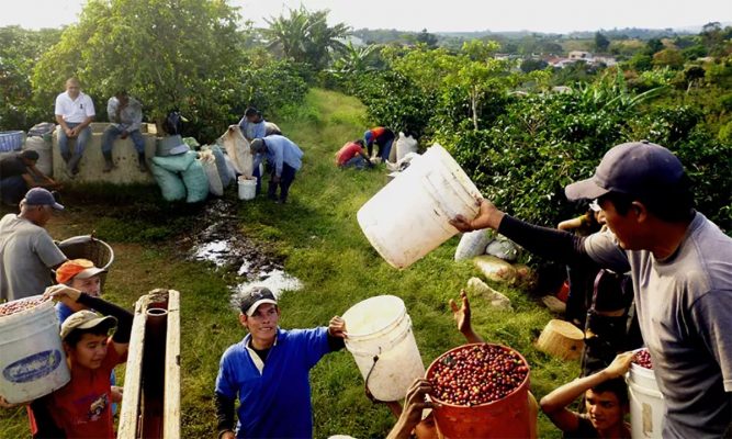 ca phe costa rica tarrazu 11