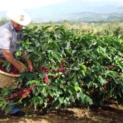 ca phe costa rica tarrazu 13
