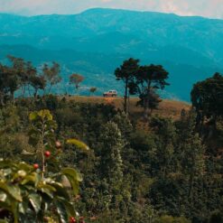 ca phe costa rica tarrazu 5