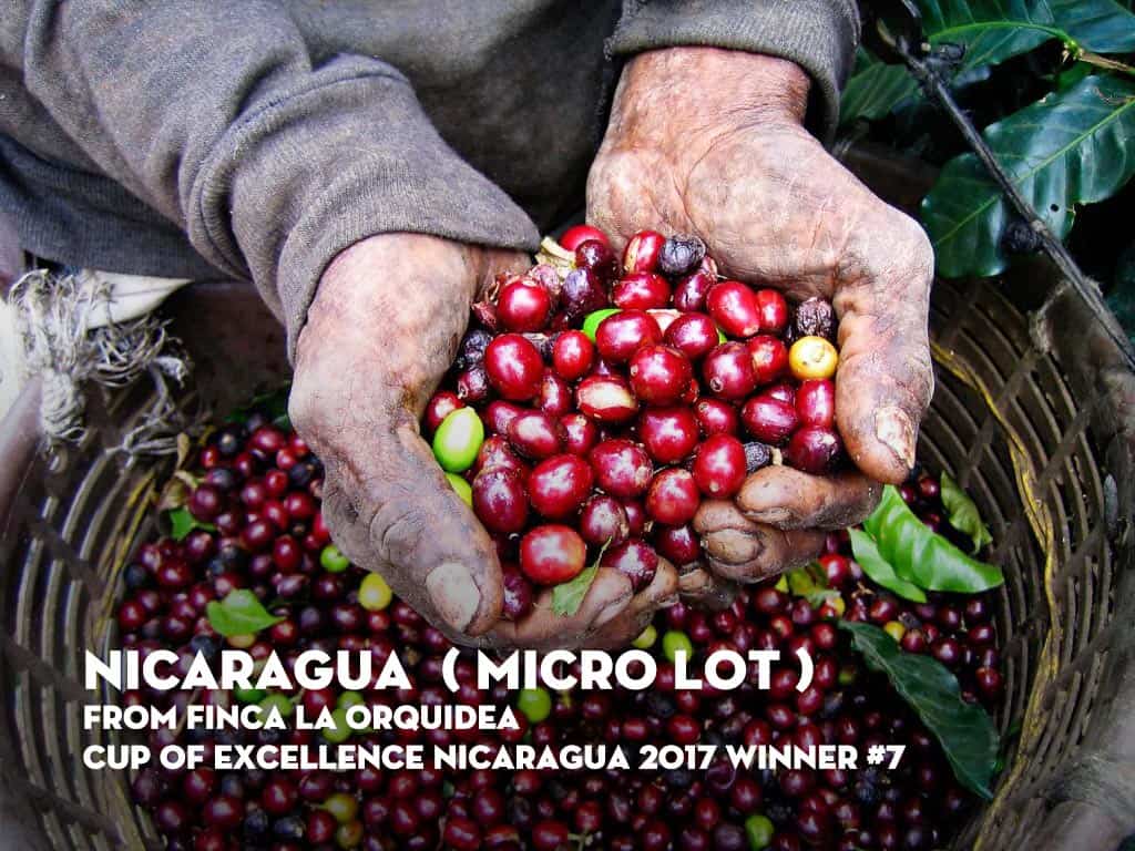 ca phe nicaragua just bean roastery 2 1