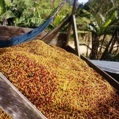 ca phe nicaragua just bean roastery 9