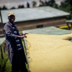 ca phe kenya kimabu aa dormans 3