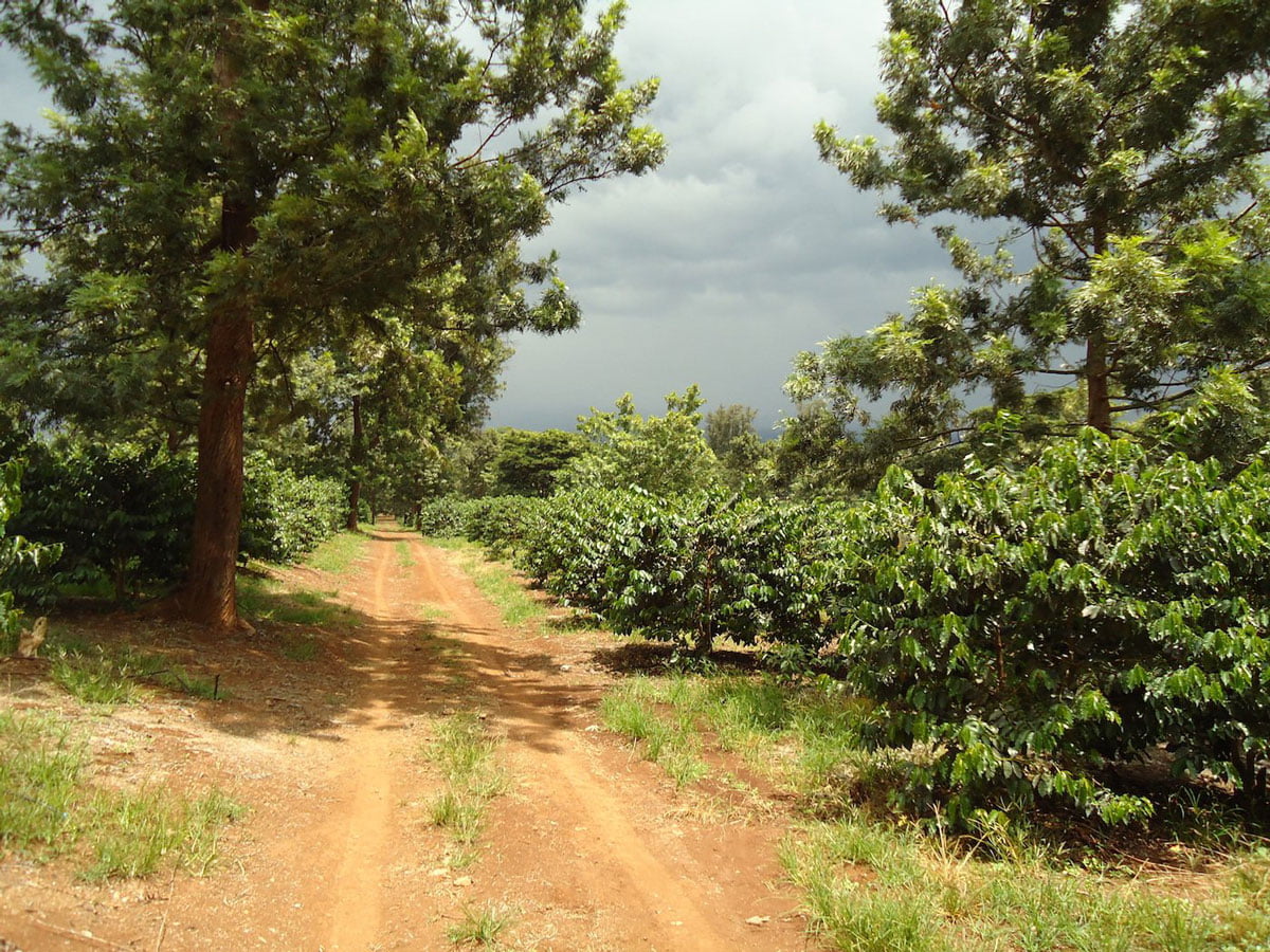 ca phe tanzania Kilimanjaro 20