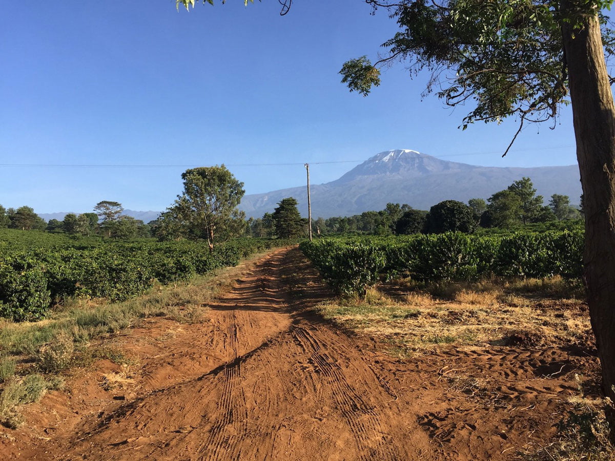 ca phe tanzania Kilimanjaro 23