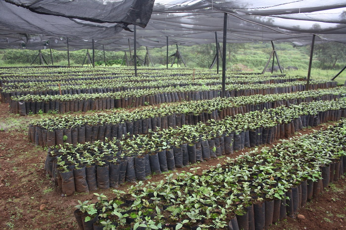 ca phe tanzania Kilimanjaro 27