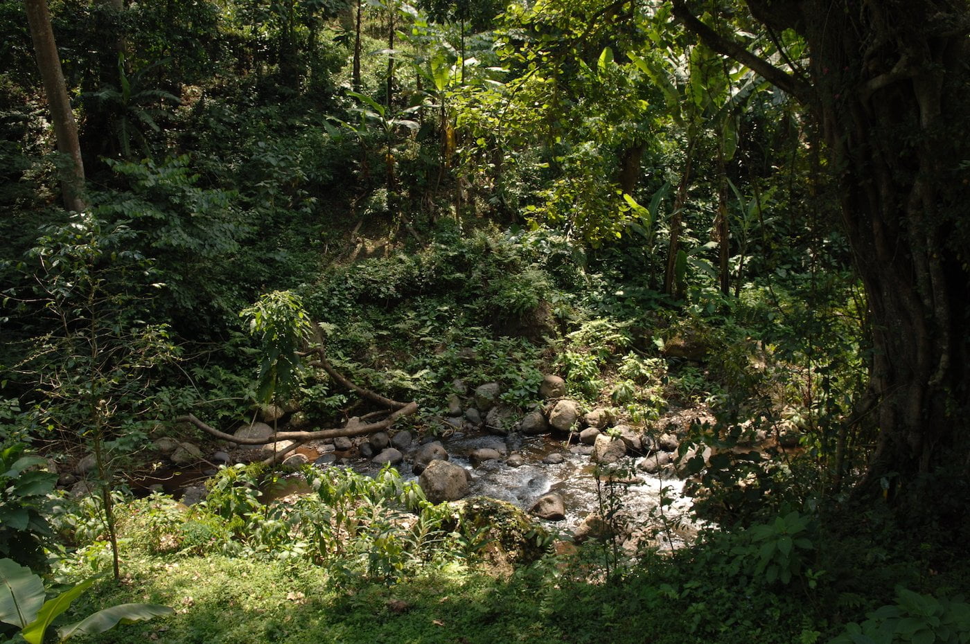 ca phe tanzania Kilimanjaro 3