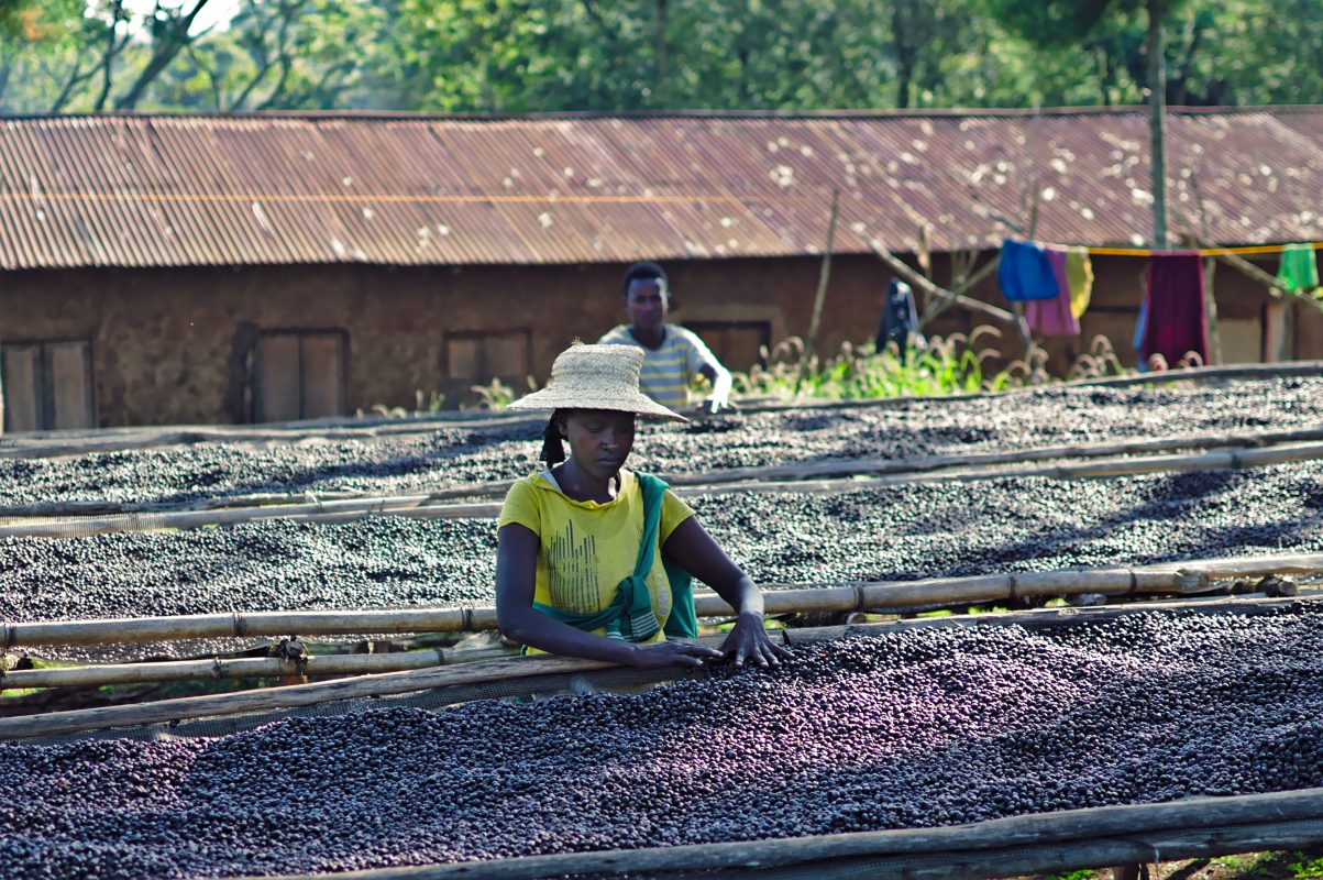 caphe ethiopia likito harfusa natural 3