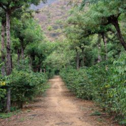 ca phe guatemala la flor 10