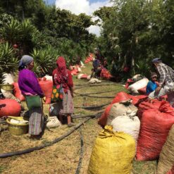 ca phe guatemala la flor 8