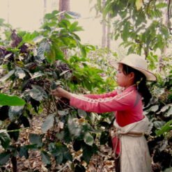 ca phe myanmar salween torch 11