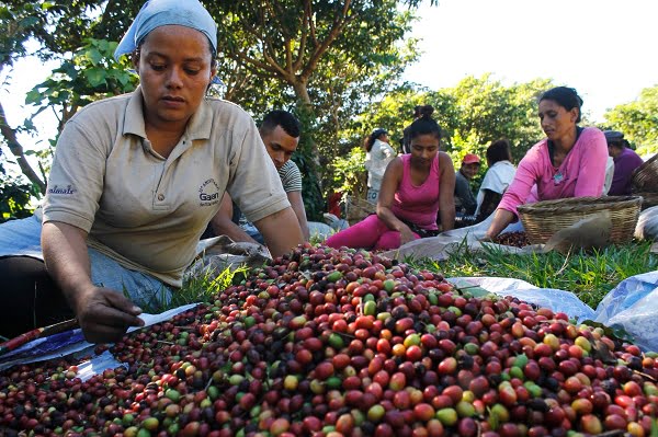 Cà phê Fruity Blend 1
