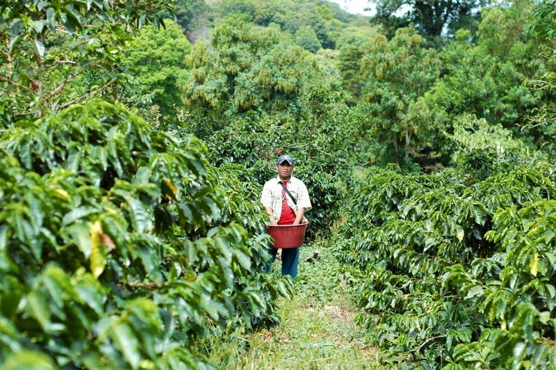 Cà phê Fruity Blend 4