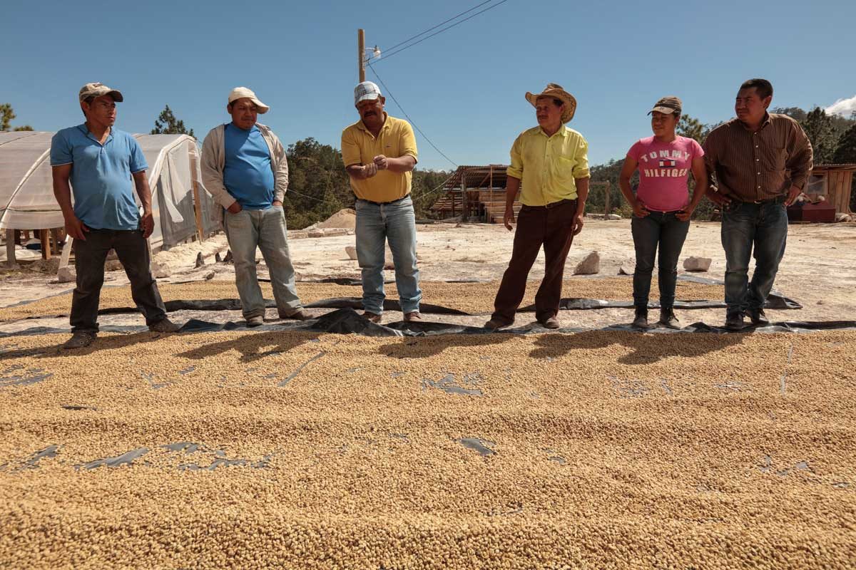 Cà phê Honduras COE 1