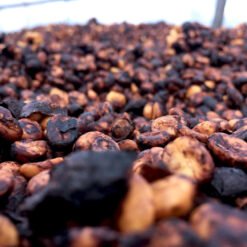 Robusta black honeyed