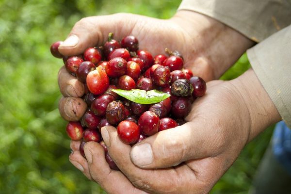 Ca phe Colombia Narino 2