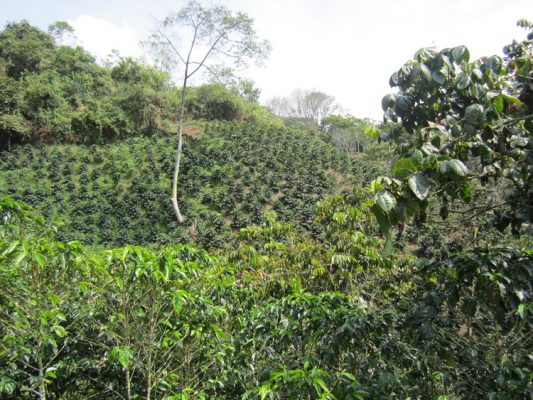 Colombia San Agustin 16