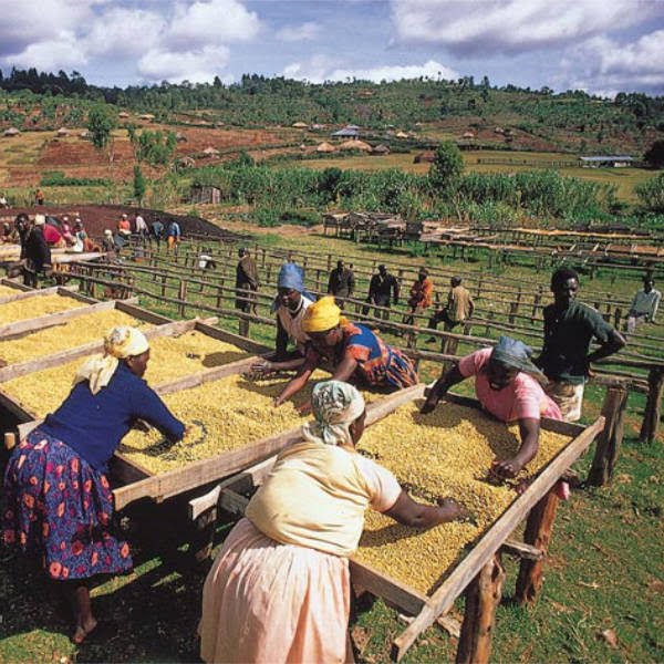 ca phe kenya kiambu
