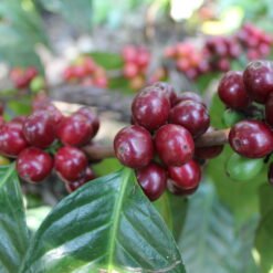 ca phe costa rica bach h1 10