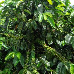 ca phe costa rica bach h1 8