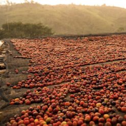 ca phe kenya endebess estate natural 21