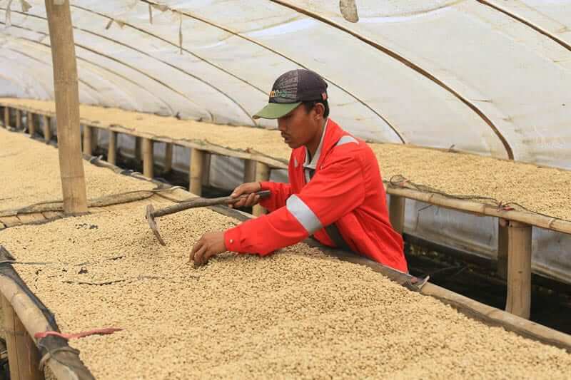 ca phe indonesia visty vn 13