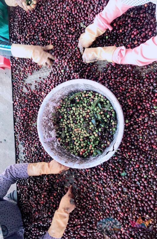 ca phe robusta yem khi 12