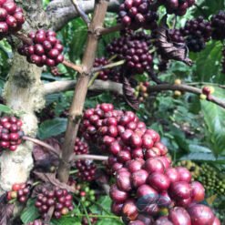 ca phe robusta yem khi 9