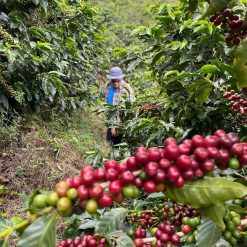 ca phe costa rica Rivense Los Cipreses 6