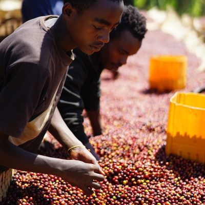 ca phe ethiopia hambela natural visty 5
