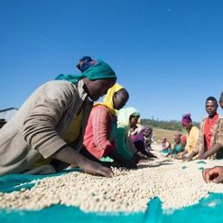 ca phe ethiopia uraga visty 2