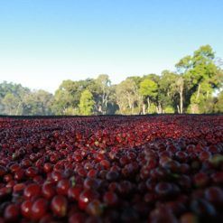 Ca phe Ethiopia Guji nensebo 1