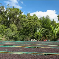 Ca phe Ethiopia Guji nensebo 3