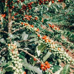 ca phe colombia el paraiso double anaerobic 4