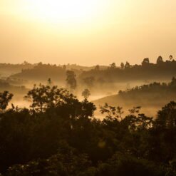 ca phe ethiopia bench maji gesha g1 natural 8