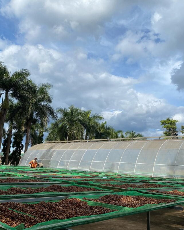 nơi sơ chế cà phê fine robusta gia lai