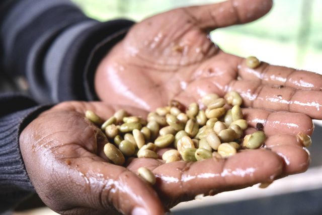 ca phe kenya kirinyaga visty 1