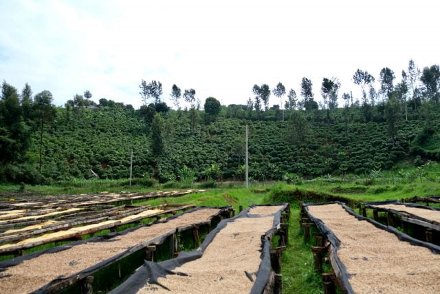 ca phe kenya kirinyaga visty 3