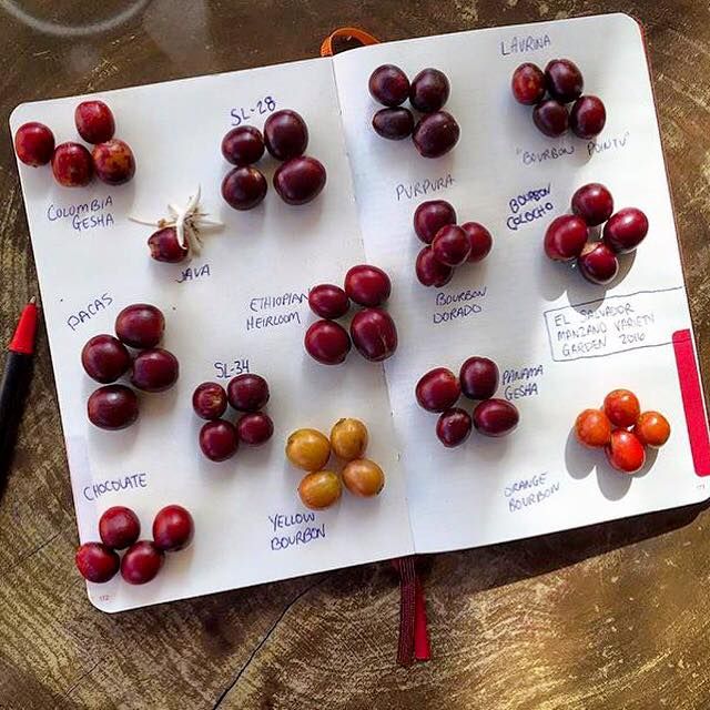 ca phe ethiopia - nguon goc - ca phe specialty