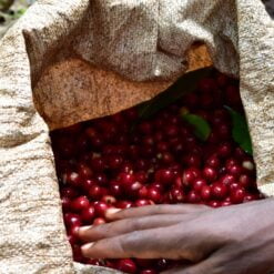 ca phe ethiopia banko gotiti visty 4
