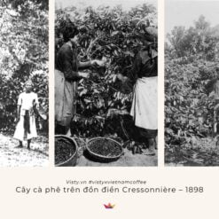 don-dien-ca-phe-cua-phap-tai-viet-nam