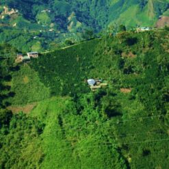 caphe colombia gesha 3