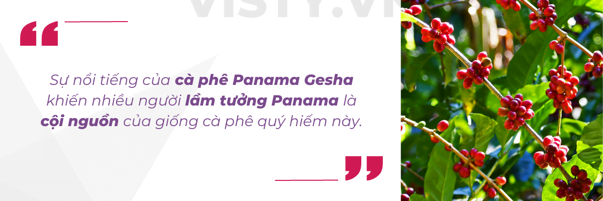 caphe colombia gesha 4