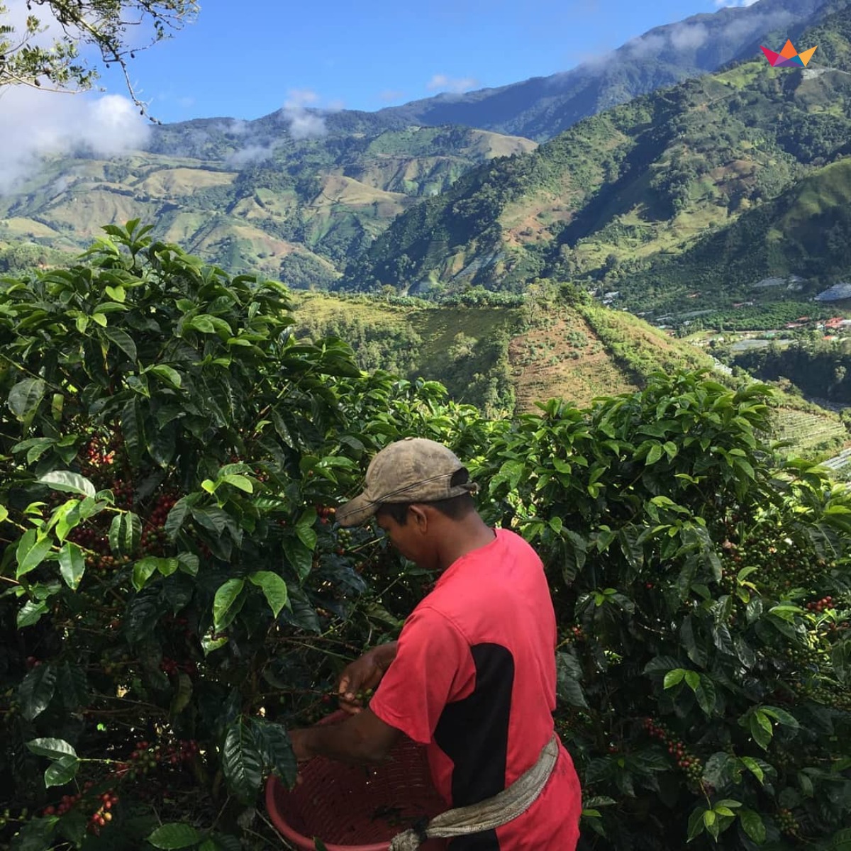 ca phe costa rica chirripo 6 1
